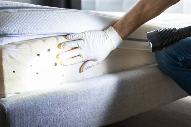Best Rat Extermination Near Me  in Forest Ranch, CA