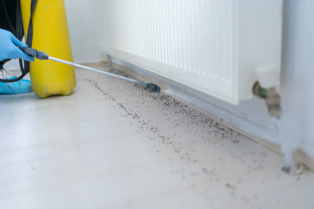 Best Wasp Removal Services  in Forest Ranch, CA